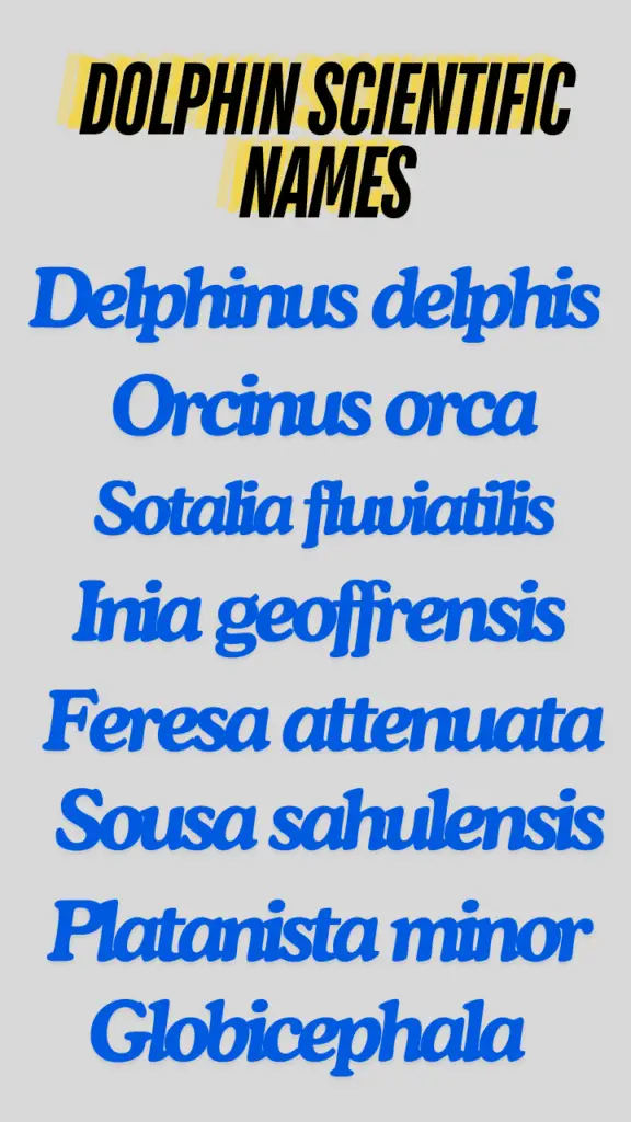 Dolphin scientific names