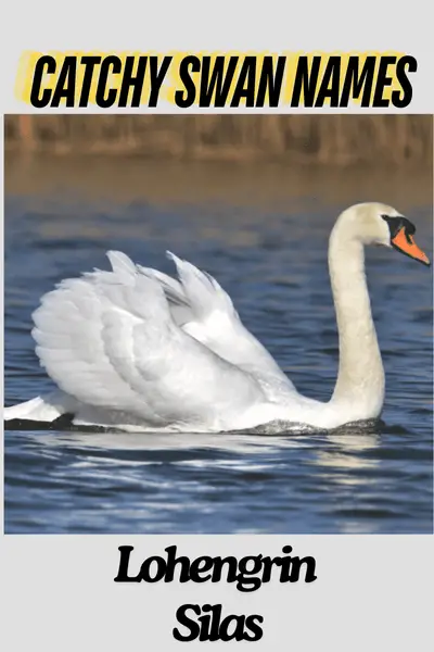 Swan Names