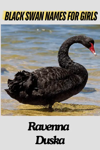 Black Swan Names for Girls