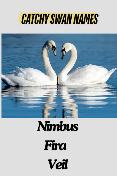 Catchy swan names