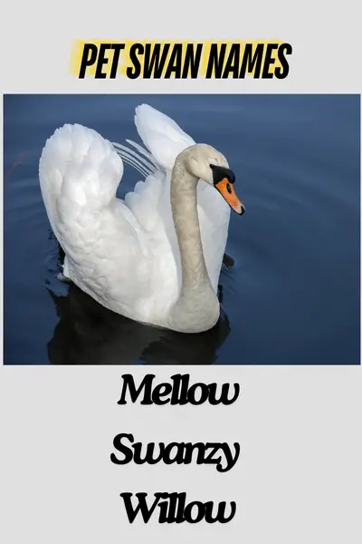 Pet swan names