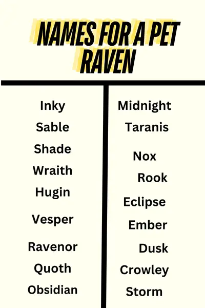 Names for a Pet Raven