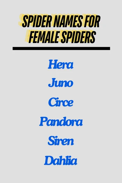 Spider Names for Female Spiders