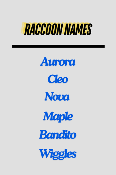 Raccoon Names