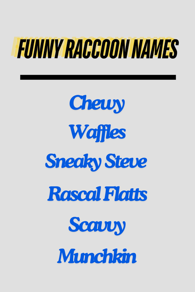 Funny Raccoon Names