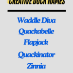 Creative Duck Names