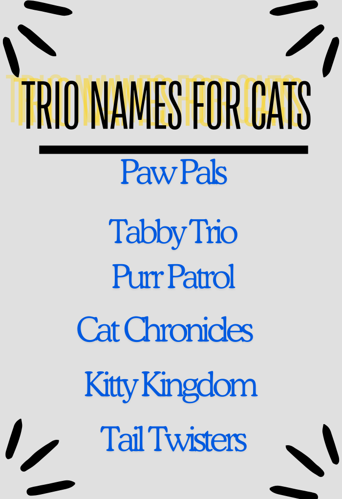 Trio Names for Beautiful Cats 